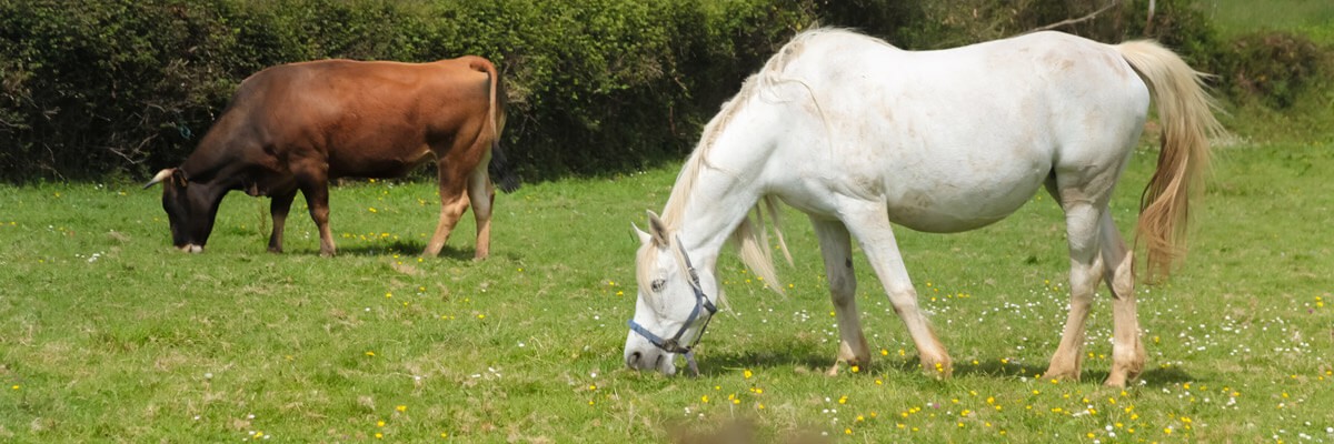 Key Technology Consolidation for an Animal Health Leader Key Technology Consolidation for an Animal Health Leader case study cover